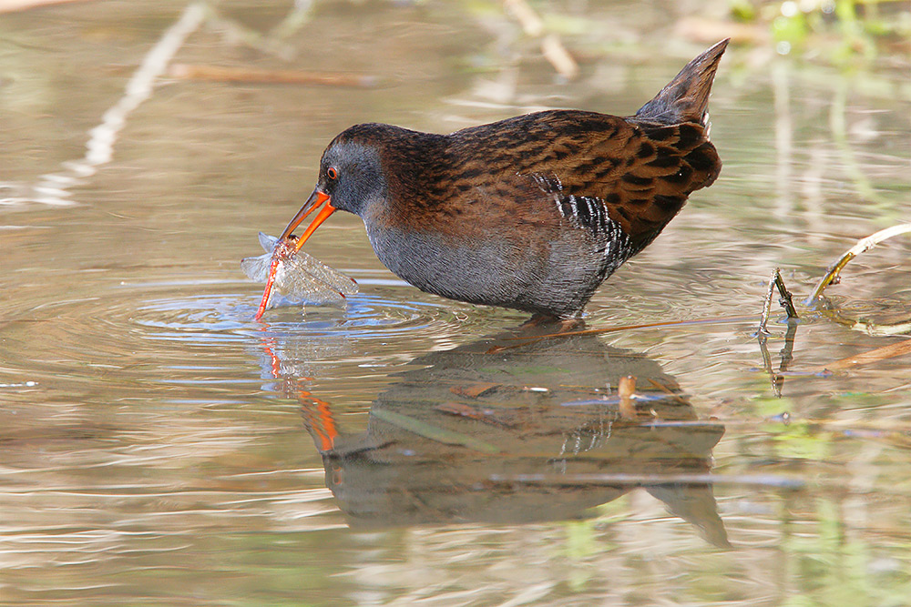 Porciglione, sequenza di predazione
